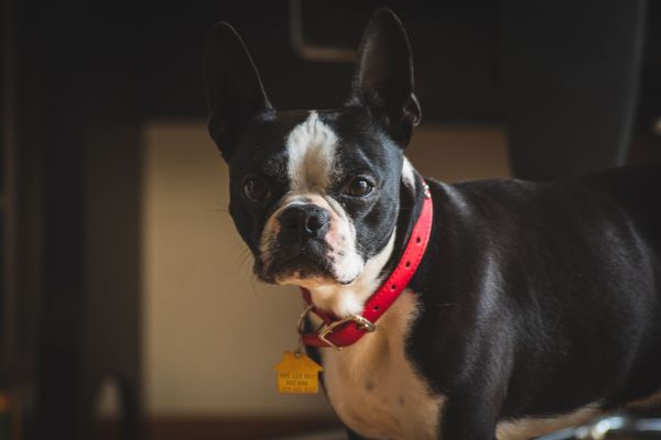 Top conseils pour sélectionner le collier adapté à votre animal
